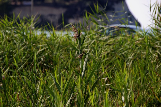 Foto nahaufnahme von grünem gras