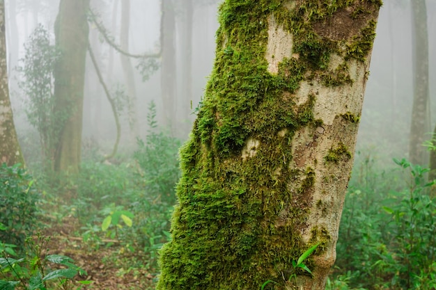 Nahaufnahme von grünem Moos auf dem Baumwald und neblig mit Baum am Morgen