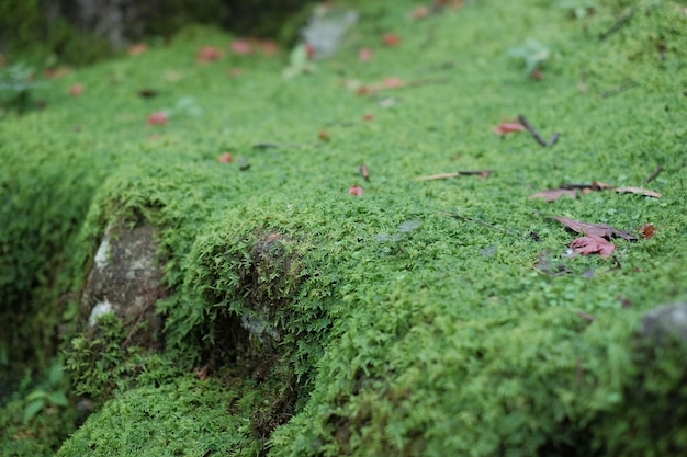 Foto nahaufnahme von grünem moos auf einem felsen