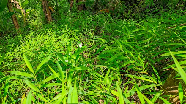 Nahaufnahme von grünem Wildgras, das in der Waldnatur reichlich wächst