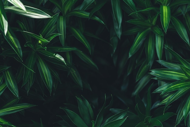 Nahaufnahme von grünen Blättern in dunklen Tönen als natürlicher Hintergrund, der als Hintergrundhintergrund und Deckblattkonzept verwendet wird