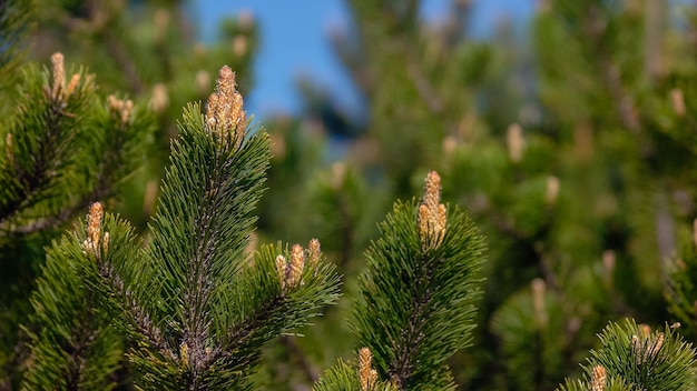 Nahaufnahme von grünen Fichtennadelzweigen mit blauem Himmel in der Hintergrundtannenstruktur