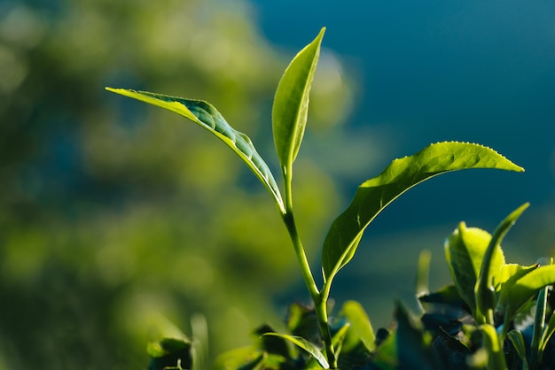Nahaufnahme von grünen frischen Teeblättern auf der Plantage. Tee wächst in Asien