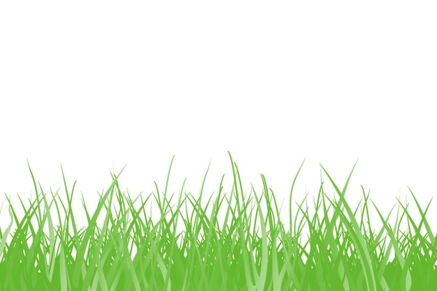 Nahaufnahme von grünen Grasblättern vor weißem Hintergrund
