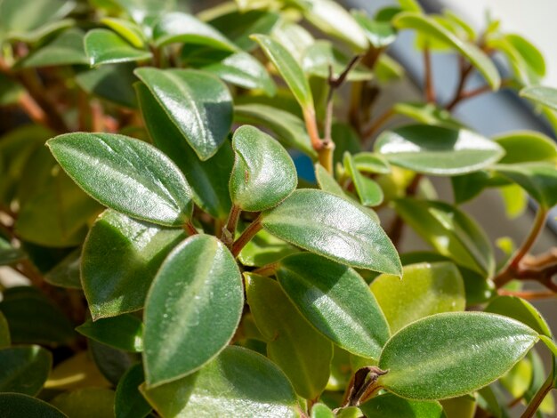 Nahaufnahme von grünen Hausblumenblättern, selektiver Fokus