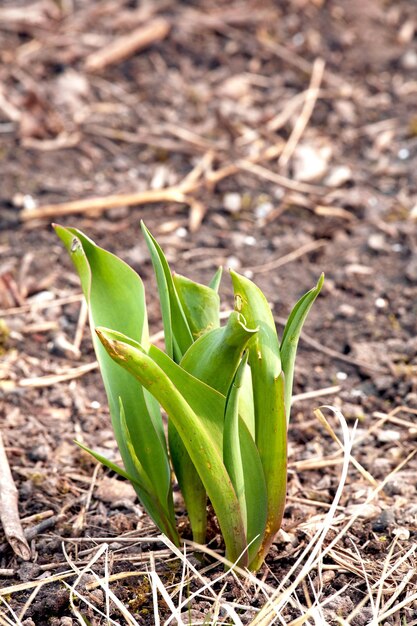 Nahaufnahme von grünen Pflanzensprossen, die in einem Garten in Erde gepflanzt werden Gartenarbeit für Anfänger mit Pflanzen, die kurz vor der Blüte oder Blüte stehen Der Wachstums- und Entwicklungsprozess einer Tulpenblume, die im Frühjahr wächst