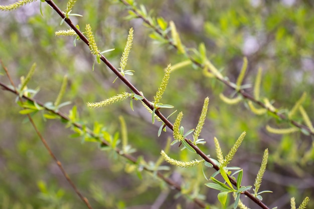 Nahaufnahme von grünen Weidenblättern, Konzeptfoto, junge Zweige, Stängel im Frühling, Frontansicht-Fotografie