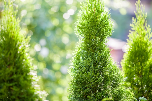 Nahaufnahme von grünen Weihnachtsblättern des Thujabaums auf grünem bokeh Hintergrund. Zweig des immergrünen Nadelbuschs Occidentalis, alias chinesischer Thuja.