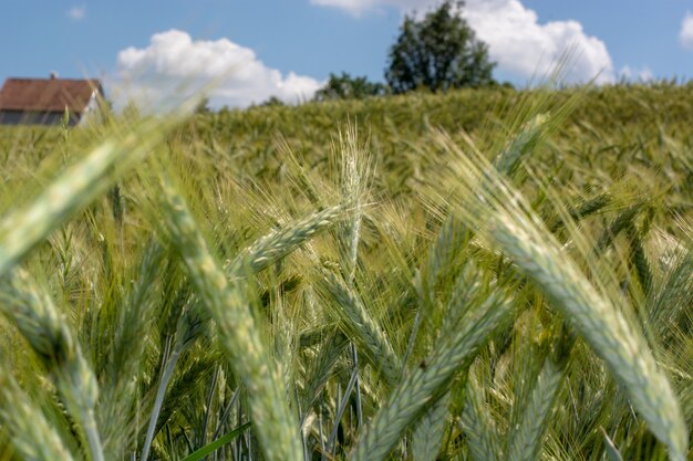 Nahaufnahme von grünen Weizenfeldern an einem sonnigen Tag mit geringer Schärfentiefe