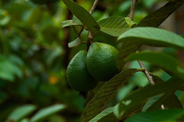 Nahaufnahme von Guaven auf einem Baum