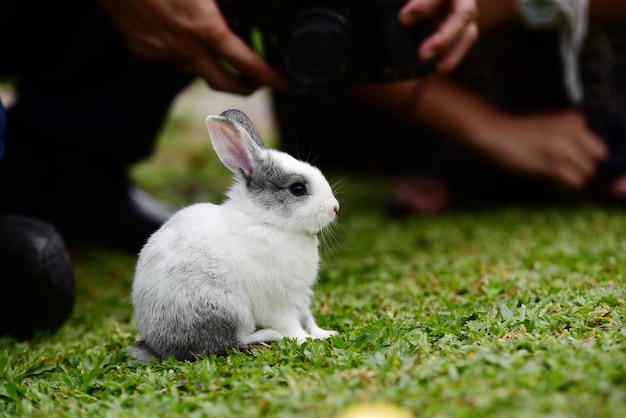 Foto nahaufnahme von händen, die die pflanze auf dem feld halten