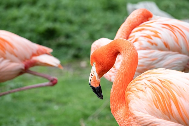 Nahaufnahme von Hals und Kopf eines karibischen Flamingos