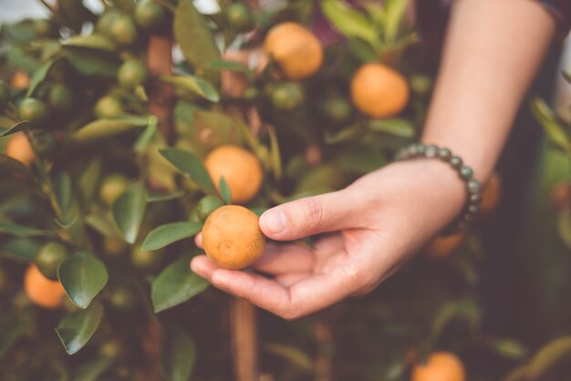 Nahaufnahme von Hand-Orangen-Züchtern mit pflegen - Bild