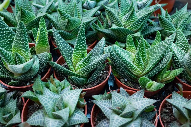 Nahaufnahme von Haworthia oder Haworthia im Blumentopf