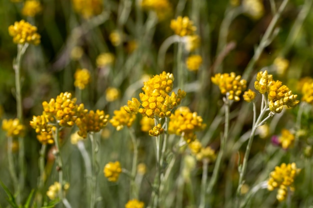 Nahaufnahme von helichrysum arenarium, Immortel, zwergenhaften ewigen sonnigen gelben Blüten auf verschwommenem natürlichem Hintergrund. Ausgewählter Fokus. Schönheit der Natur