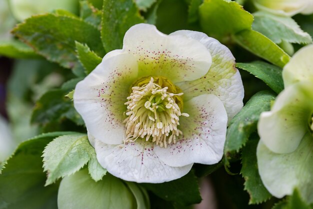 Nahaufnahme von Helleborus orientalis Frühlingsblume im Blumenbeet. Selektiver Fokus