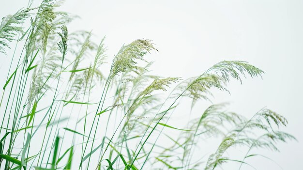 Nahaufnahme von hellgrünem Gras mit zarten Spitzen vor einem weichen weißen Hintergrund