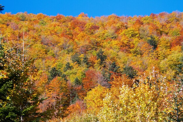 Nahaufnahme von Herbstbäumen im Wald