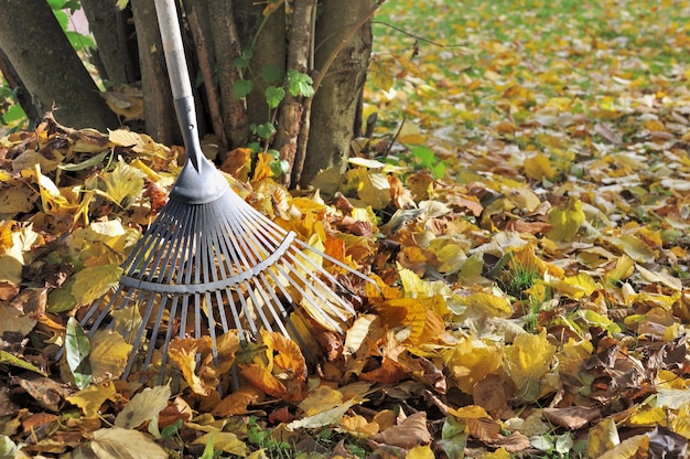 Foto nahaufnahme von herbstblättern auf dem feld