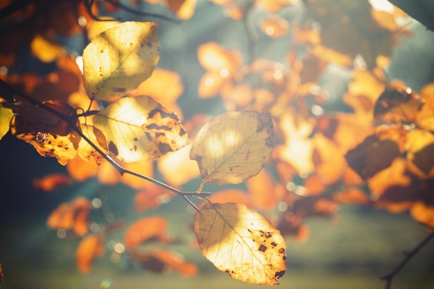 Nahaufnahme von Herbstblättern auf einem Baum