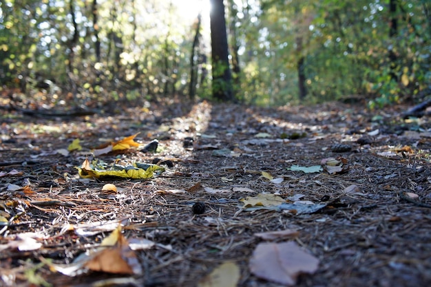 Nahaufnahme von Herbstblättern auf Land im Wald