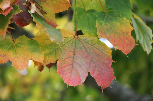 Foto nahaufnahme von herbstblättern