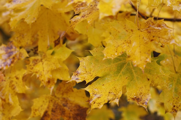 Nahaufnahme von Herbstblättern