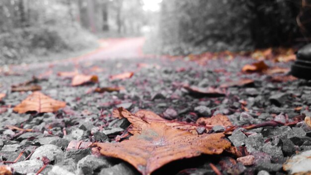 Nahaufnahme von Herbstblättern