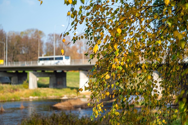 Nahaufnahme von herbstlichen Birkenzweigen gegen eine defokussierte Verkehrsbrücke über einen Fluss