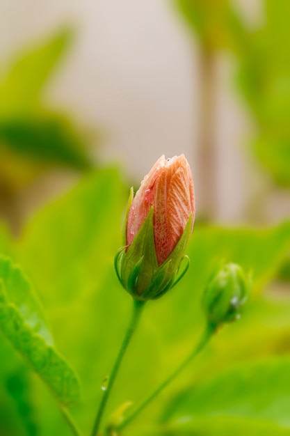 Nahaufnahme von Hibiskusblüten im Garten