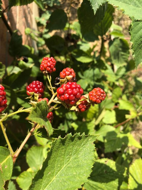 Foto nahaufnahme von himbeeren auf einem baum