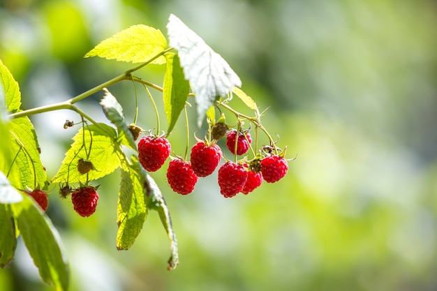 Nahaufnahme von Himbeeren mit grünen Blättern.