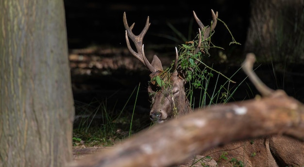 Foto nahaufnahme von hirschen an pflanzen im wald