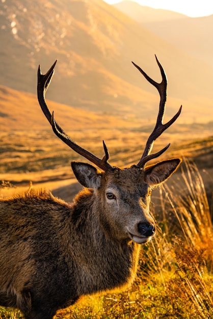 Nahaufnahme von Hirschen auf dem Feld während des Sonnenuntergangs