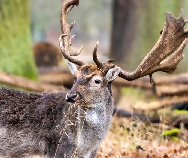 Foto nahaufnahme von hirschen auf dem feld