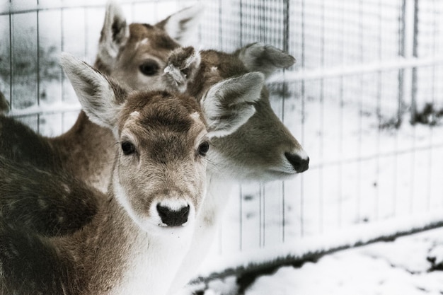 Foto nahaufnahme von hirschen im schnee