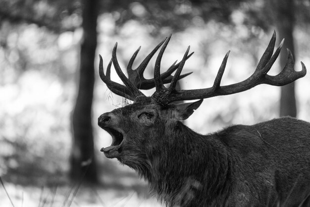 Nahaufnahme von Hirschen im Wald