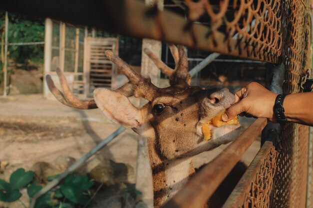 Nahaufnahme von Hirschen im Zoo