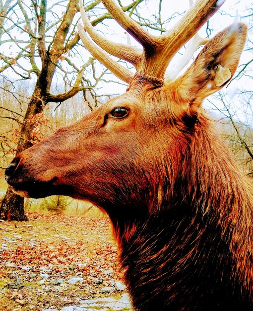 Foto nahaufnahme von hirschen