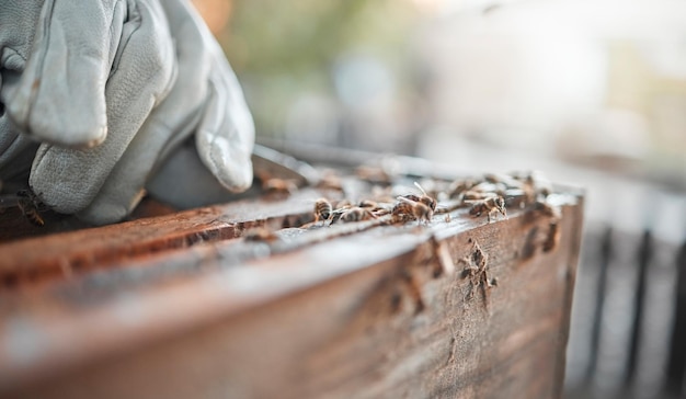 Nahaufnahme von Holz- und Tischlerhand für Designschnitzereien oder DIY in der Möbelkunst oder -produktion Holzarbeiten Zoom-Zimmerei und professioneller Handwerker mit Werkzeugfokus und Werkstatt für die Renovierungsindustrie