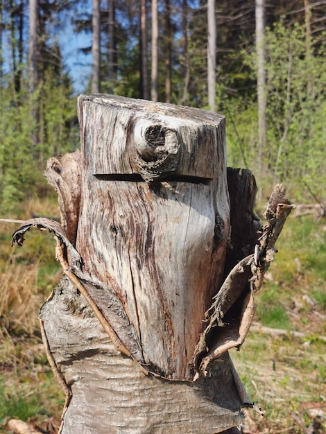 Foto nahaufnahme von holzstämmen auf baumstümpfen im wald