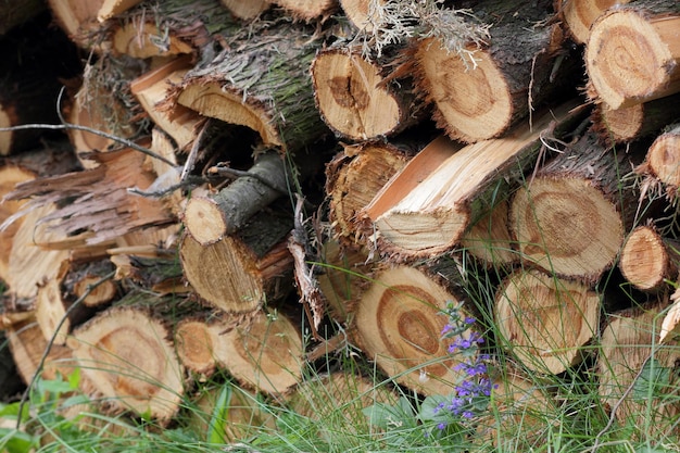 Nahaufnahme von Holzstücken, die als Brennholz auf dem Boden gehackt wurden Holzstämme, die im Freien auf dem Boden liegen