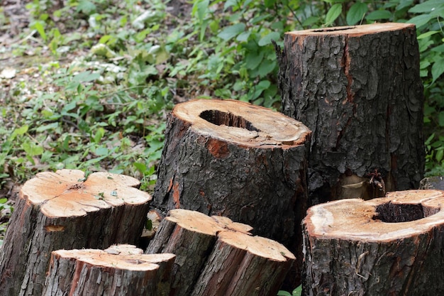 Nahaufnahme von Holzstücken, die als Brennholz auf dem Boden gehackt wurden Holzstämme, die im Freien auf dem Boden liegen