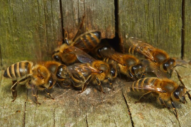 Foto nahaufnahme von honigbienen auf holz