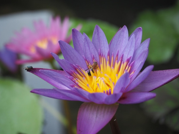 Nahaufnahme von Honigbienen auf purpurfarbener Wasserlilie