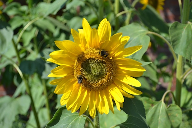 Nahaufnahme von Honigbienen bei der Bestäubung von Sonnenblumen