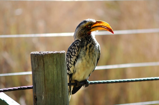 Foto nahaufnahme von hornbill, der auf einem draht sitzt