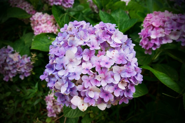 Nahaufnahme von Hortensia Blume, Hydrangea Makrophylla Blume Hintergrund.