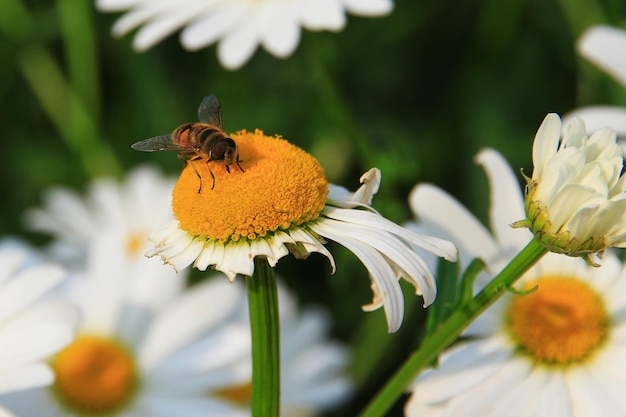 Nahaufnahme von Hoverfly auf Daisy
