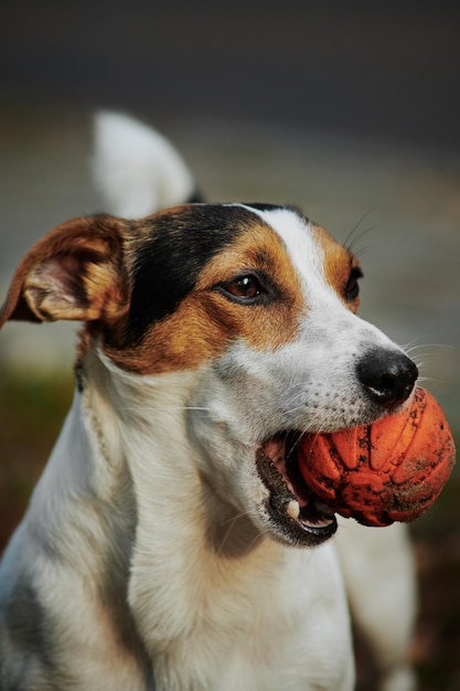 Nahaufnahme von Hund Jack Russell mit orangefarbenem Ball in seinem Mund